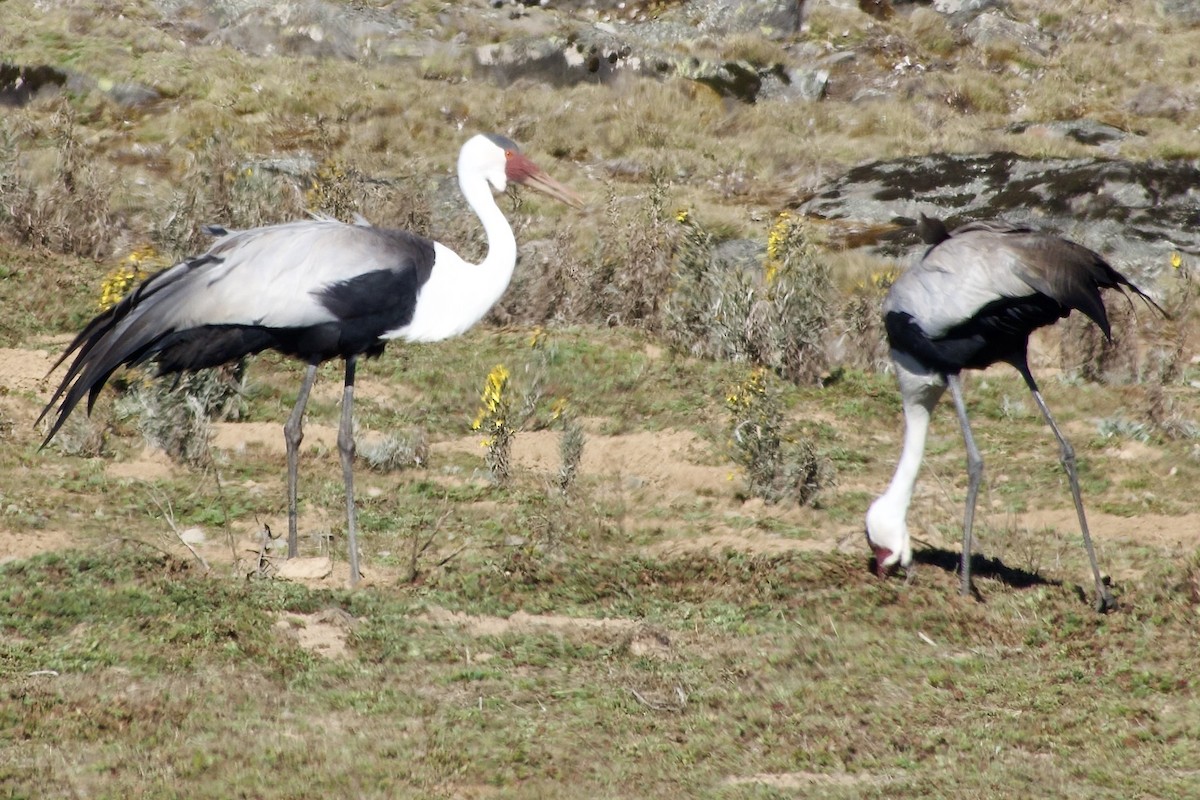 Журавель білошиїй - ML650692627