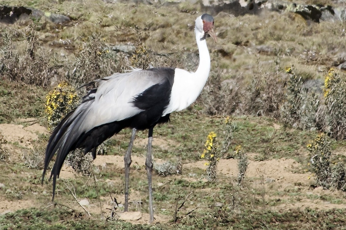 Журавель білошиїй - ML650692628