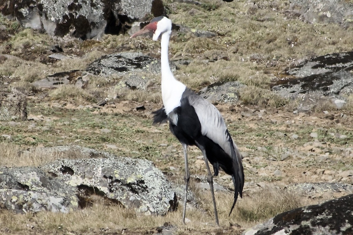 Журавель білошиїй - ML650692629