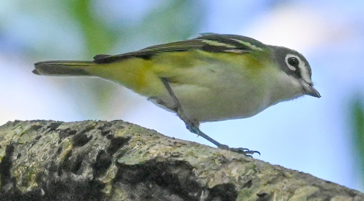 Blue-headed Vireo - ML650693033