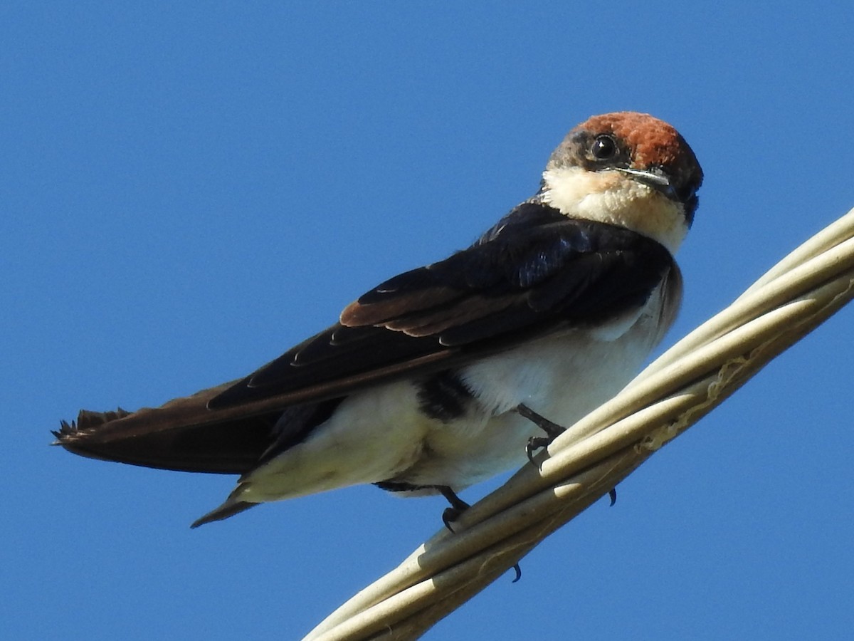 Golondrina Común - ML650693632