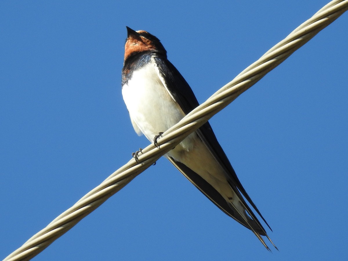 Golondrina Común - ML650693633