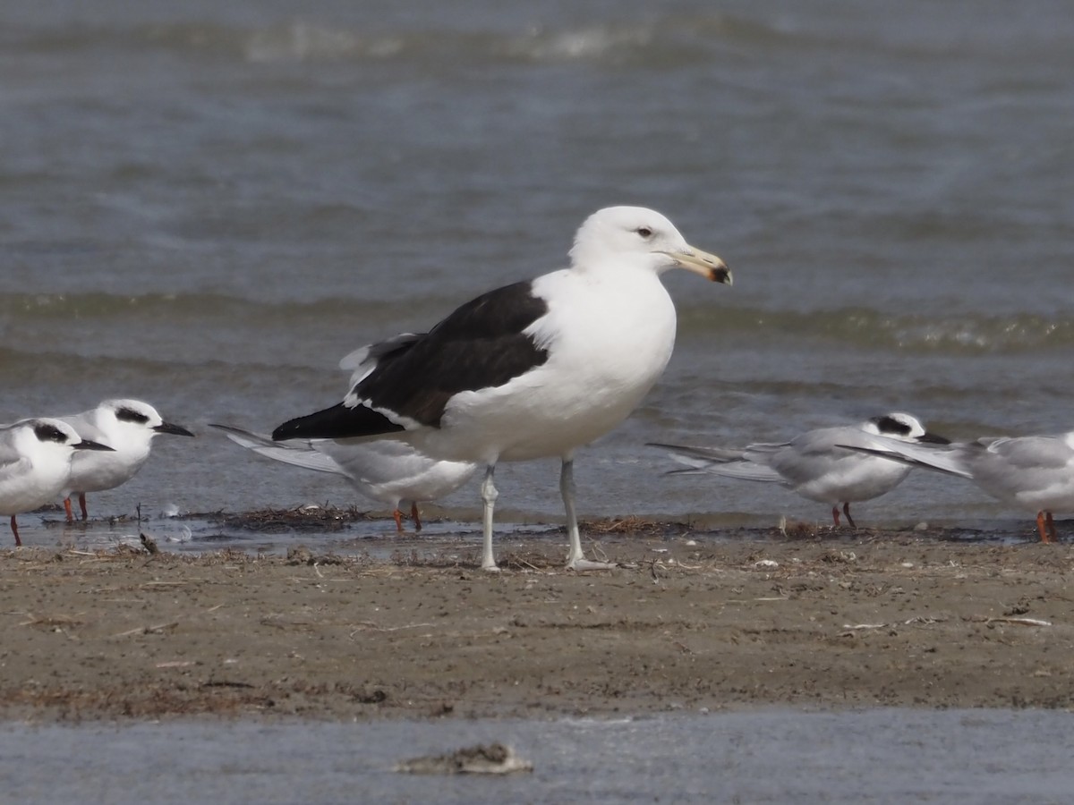 Kelp Gull - ML650693826