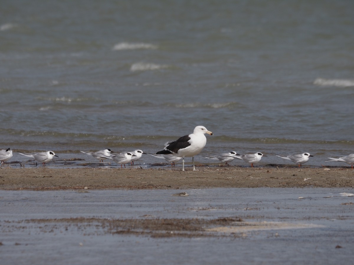Kelp Gull - ML650693827
