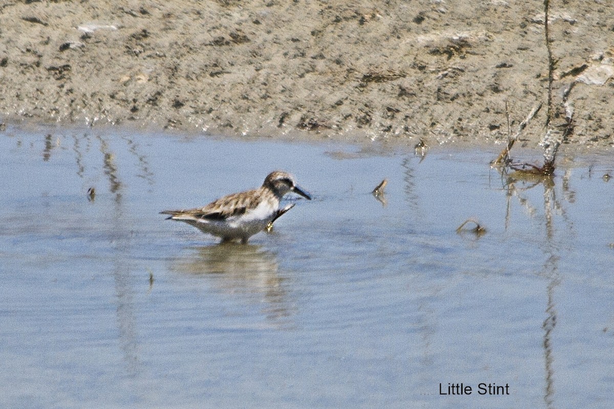 Little Stint - ML650693863
