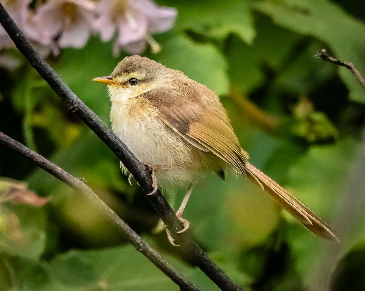 Tawny-flanked Prinia - ML650694664