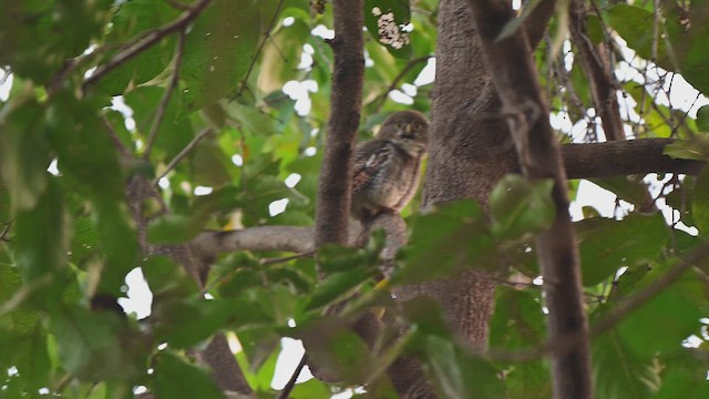 Jungle Owlet - ML650694770
