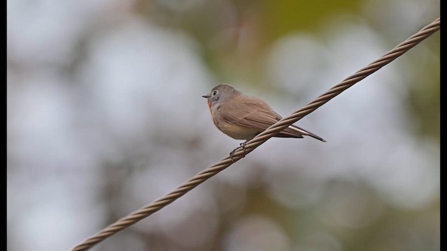 Red-breasted Flycatcher - ML650694796