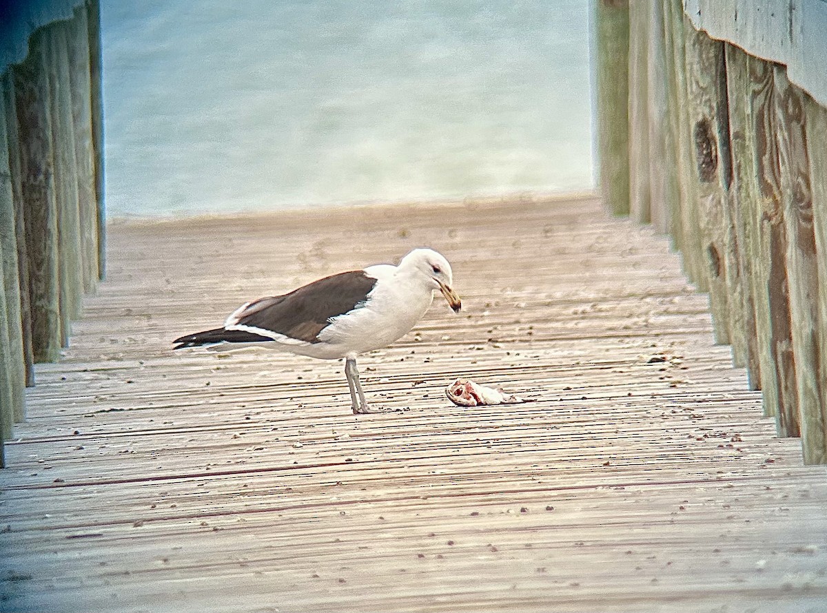 taremåke - ML650694966