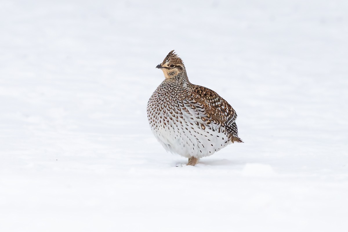 Schweifhuhn - ML650695011