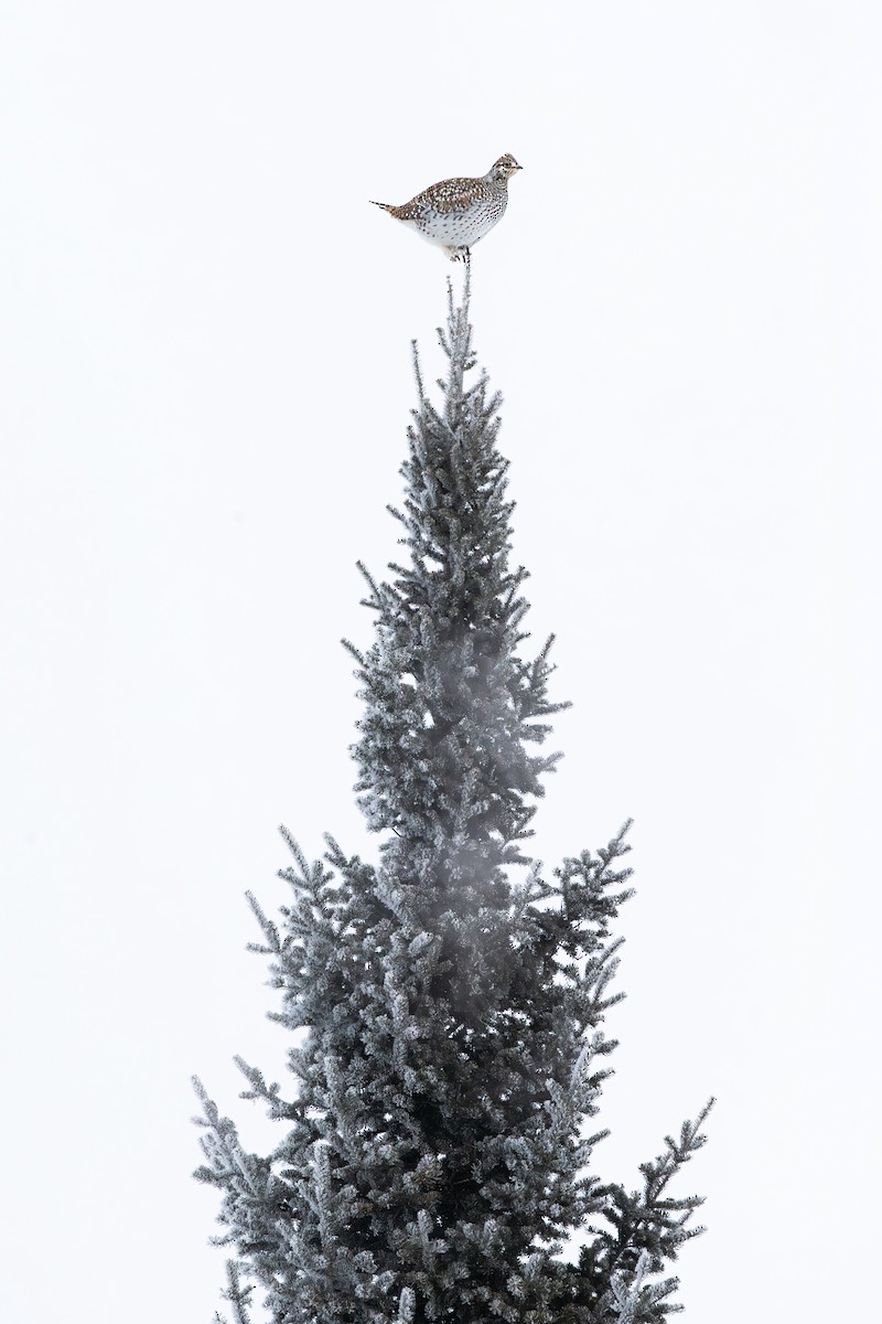 Schweifhuhn - ML650695066