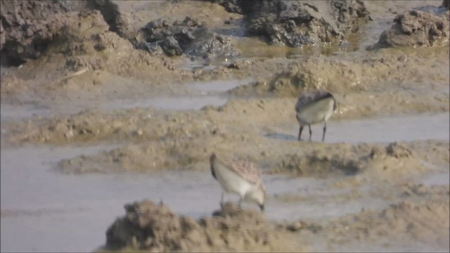 dvergsnipe - ML650695147