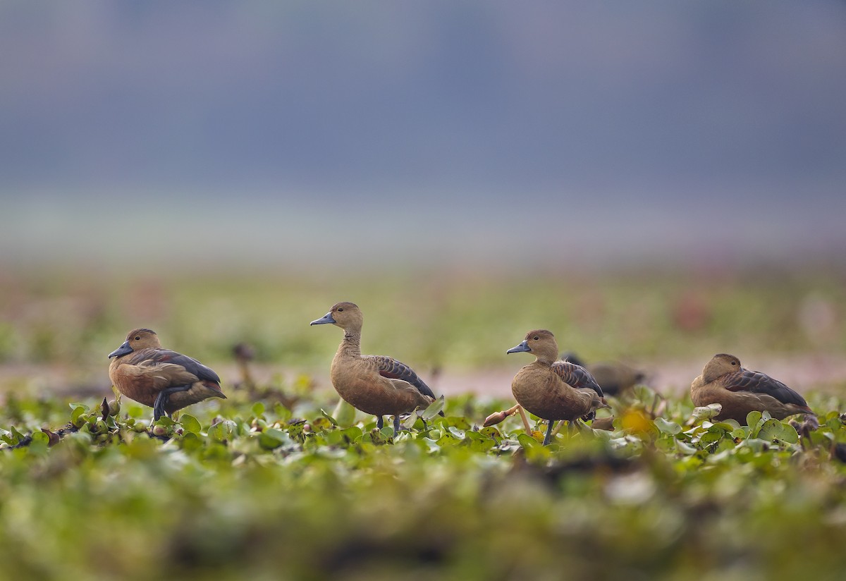 eBird Checklist - 5 Feb 2026 - Maguri Beel (Maguri Wetland) - 22 species
