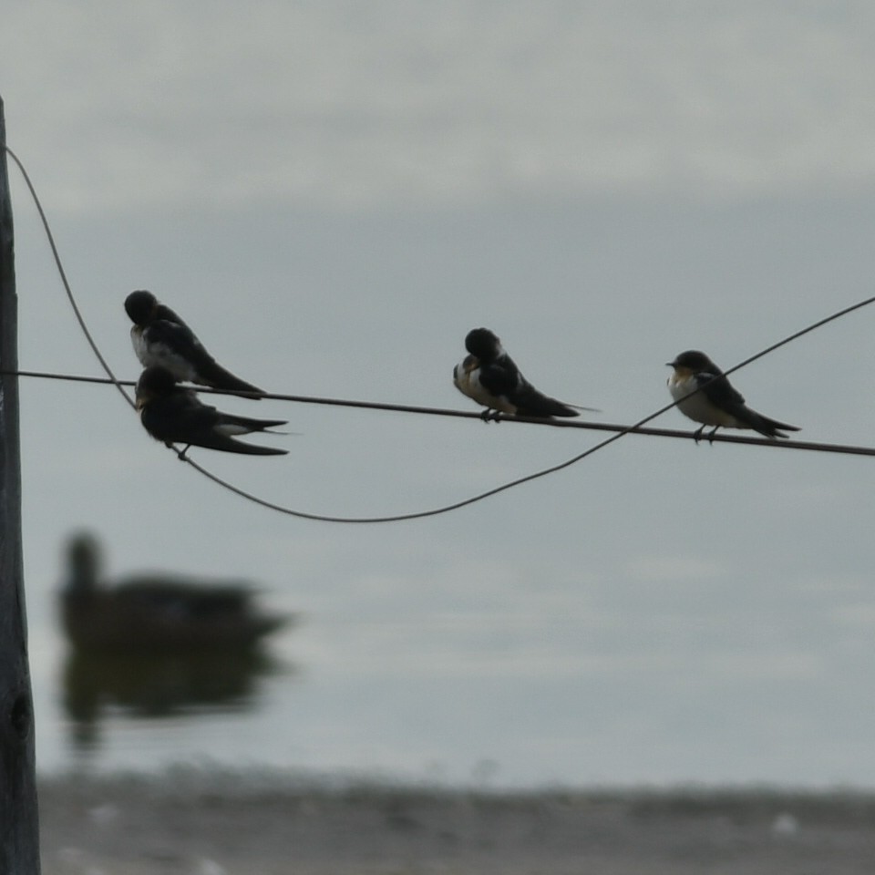 Golondrina Común - ML650695432