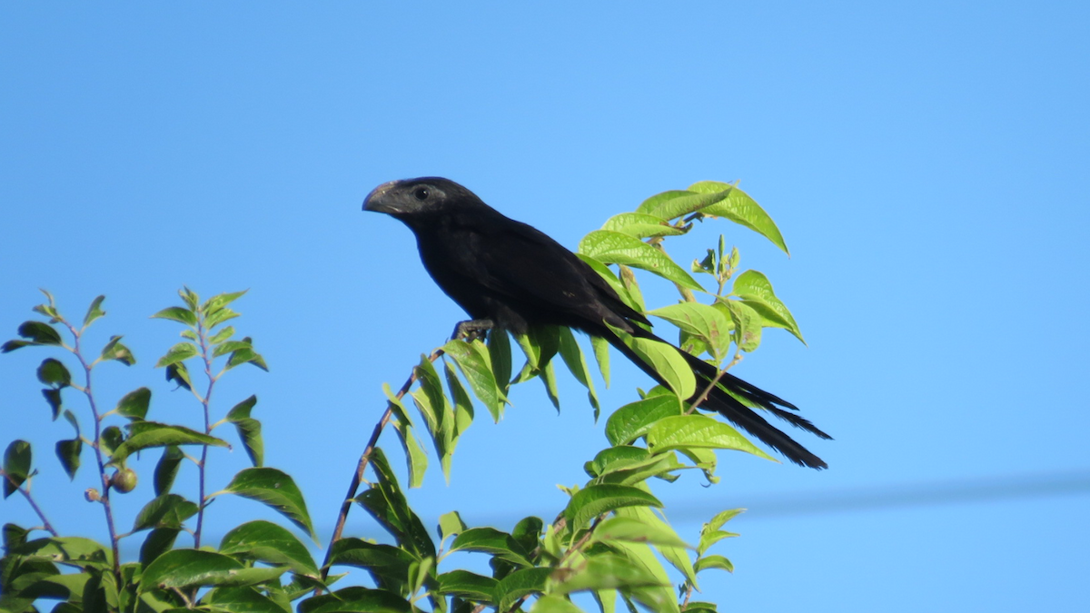 Groove-billed Ani - ML65069551