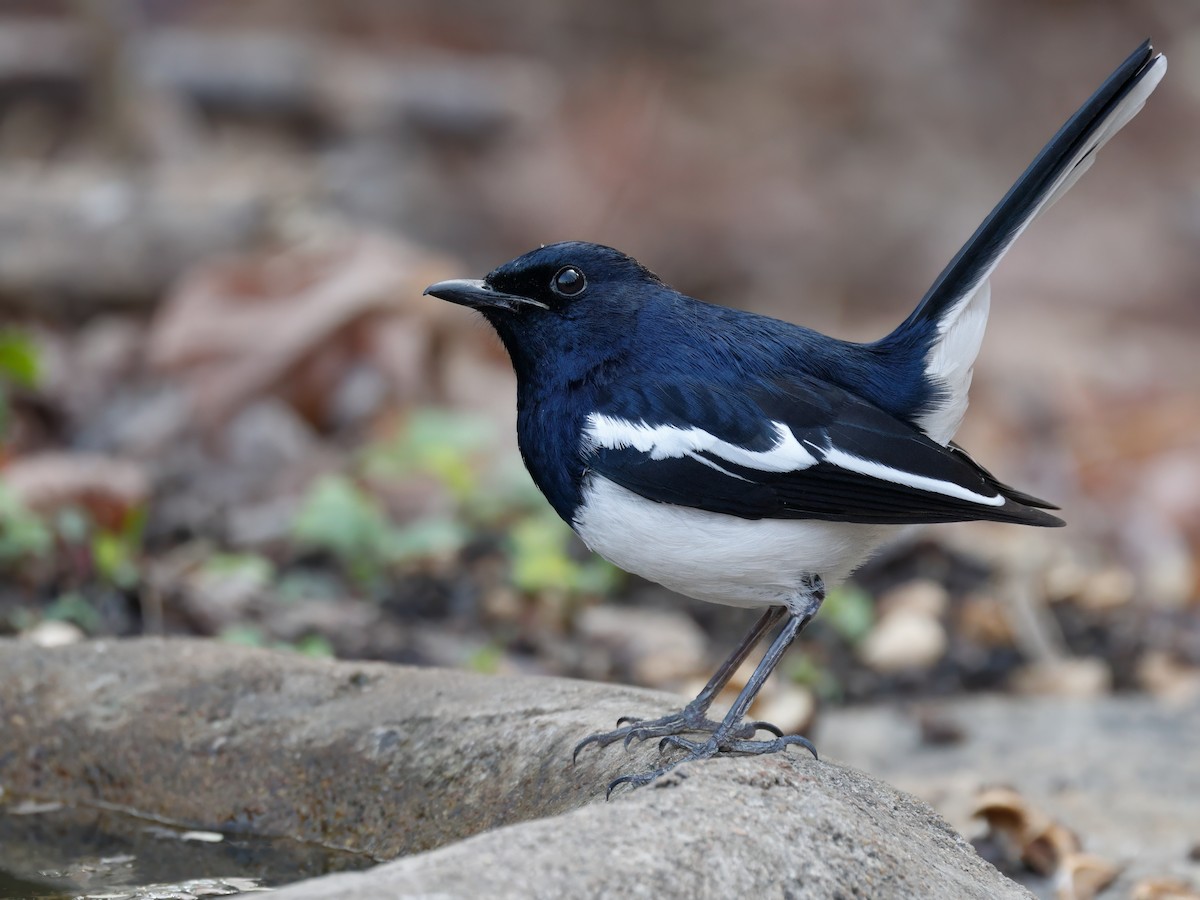 Oriental Magpie-Robin (Oriental) - ML650695770