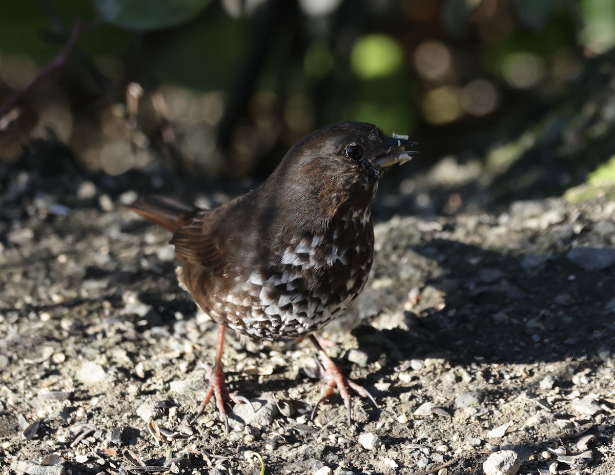 Fox Sparrow - ML650695775
