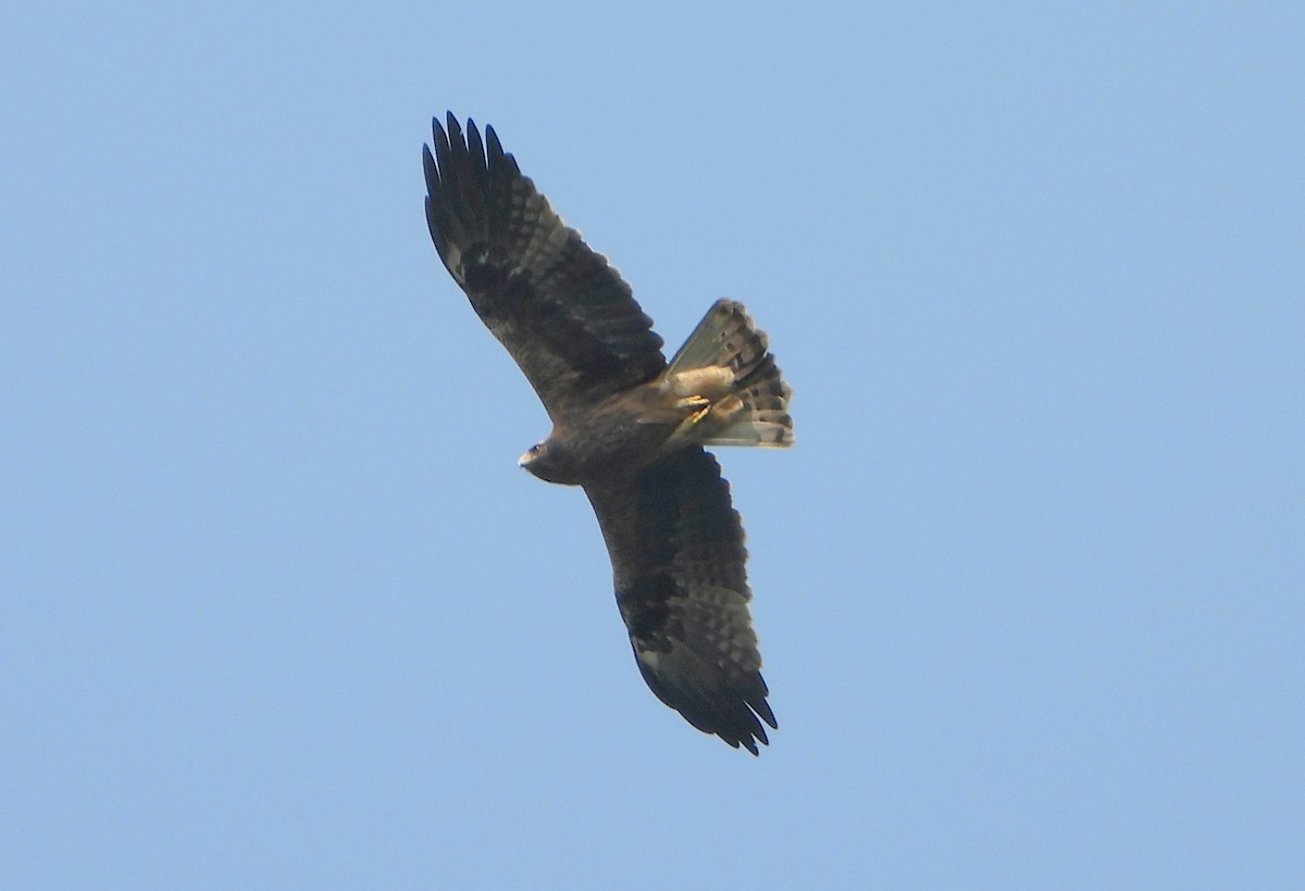 Booted Eagle - ML650695779