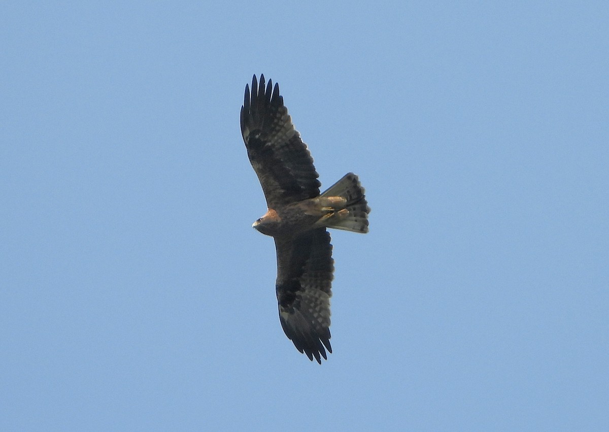 Booted Eagle - ML650695780