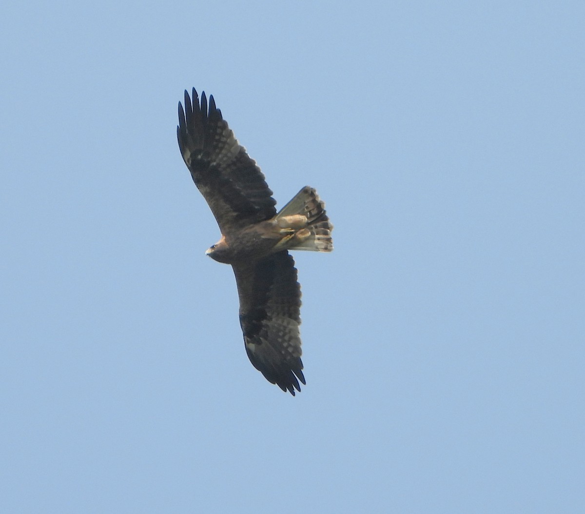 Booted Eagle - ML650695787