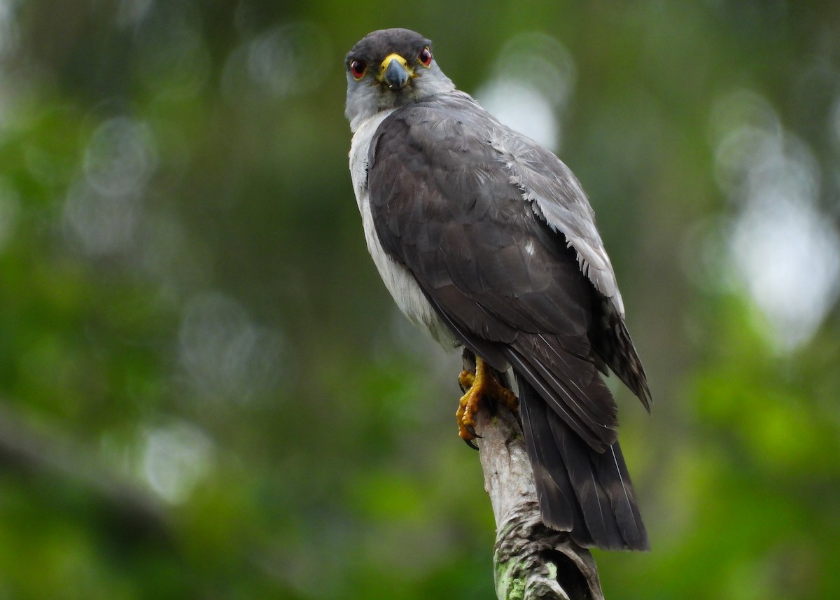 Rufous-thighed Kite - ML650695788