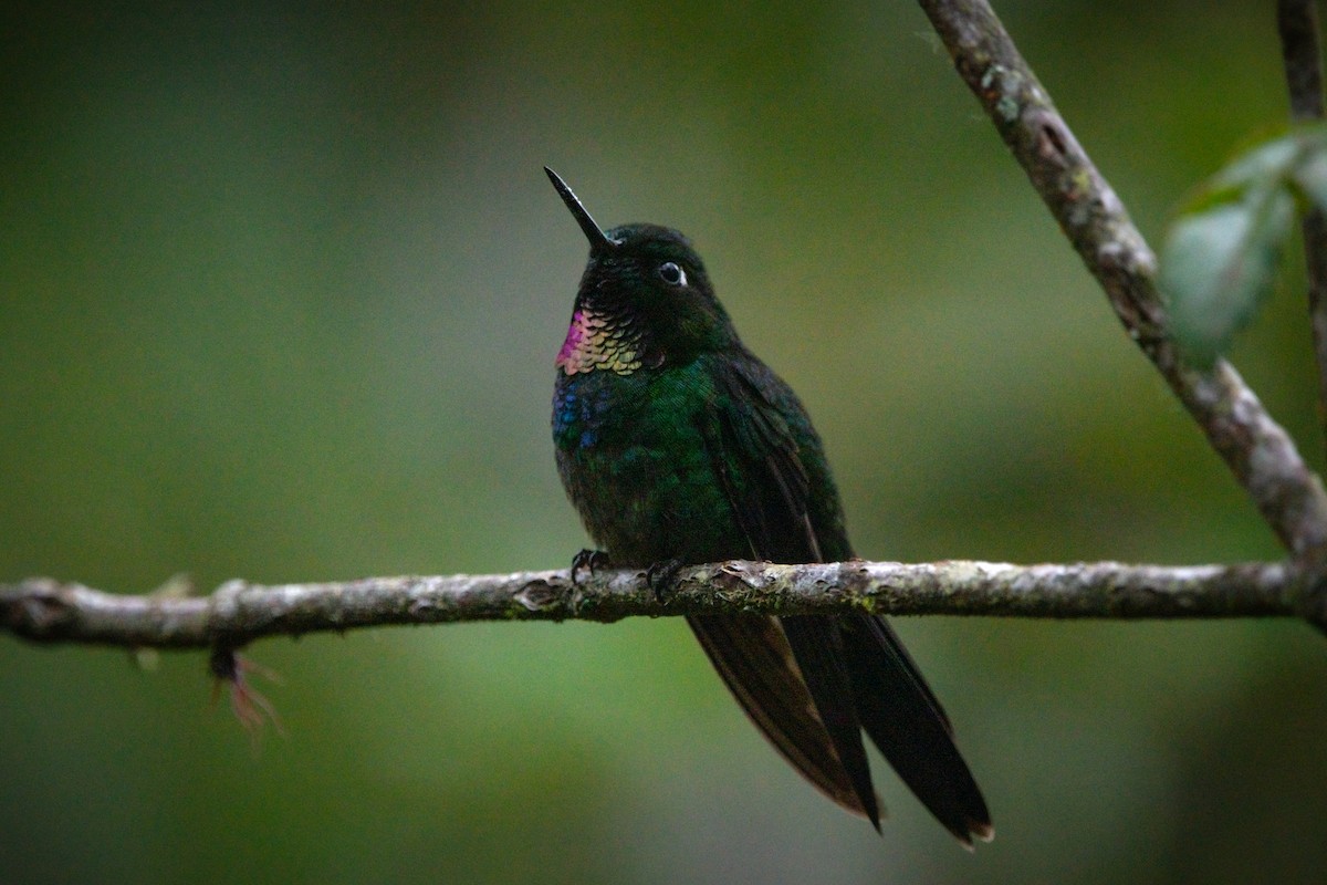 Tourmaline Sunangel - ML650695791