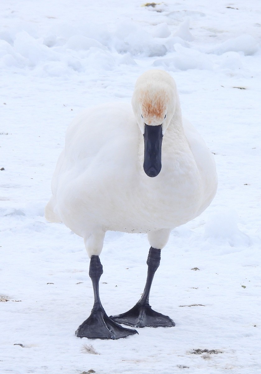 Tundra Swan - ML650695792