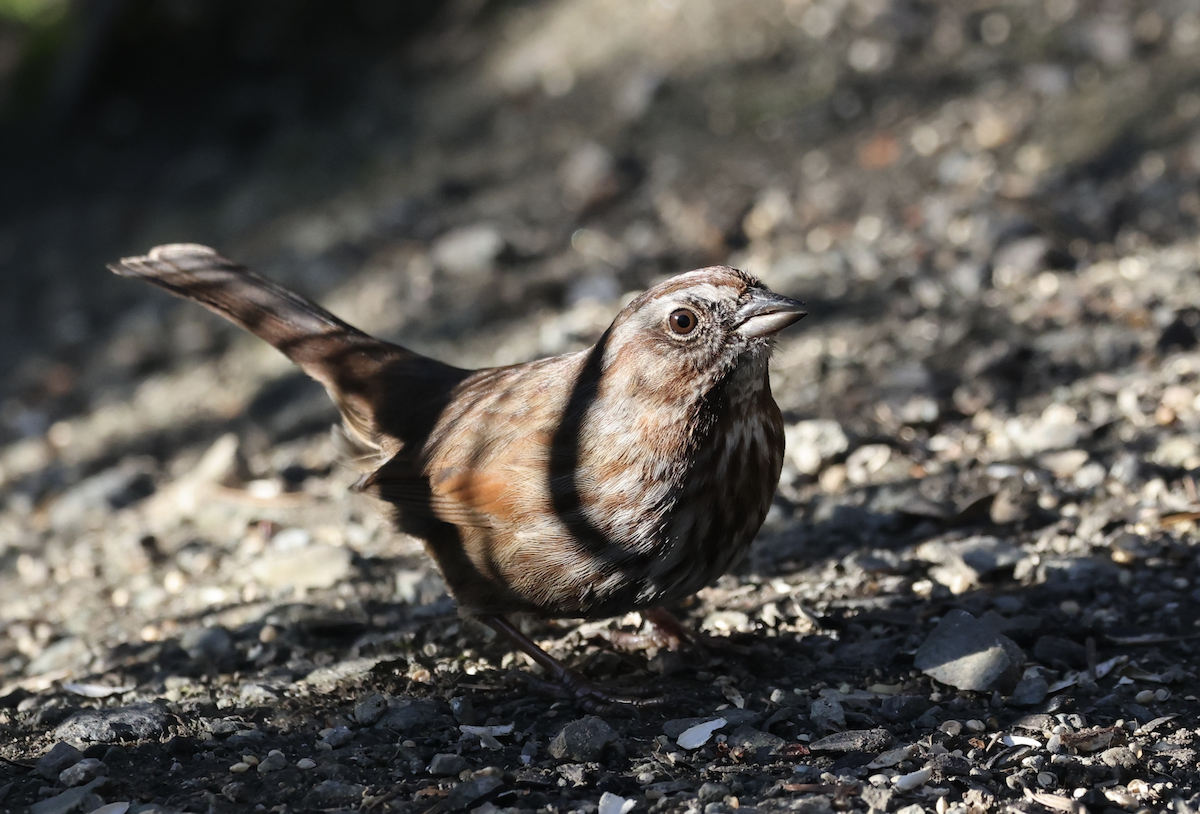 Song Sparrow - ML650695793