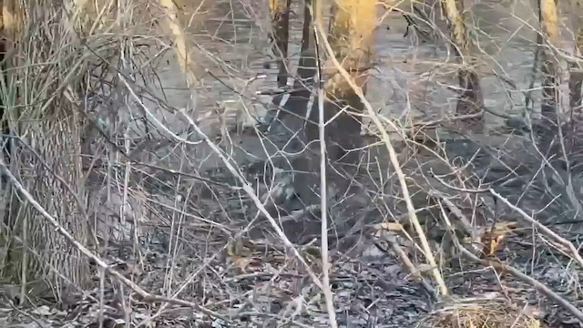 American Woodcock - ML650695794