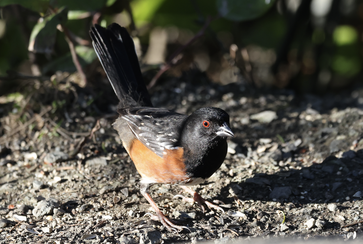 Spotted Towhee - ML650695795