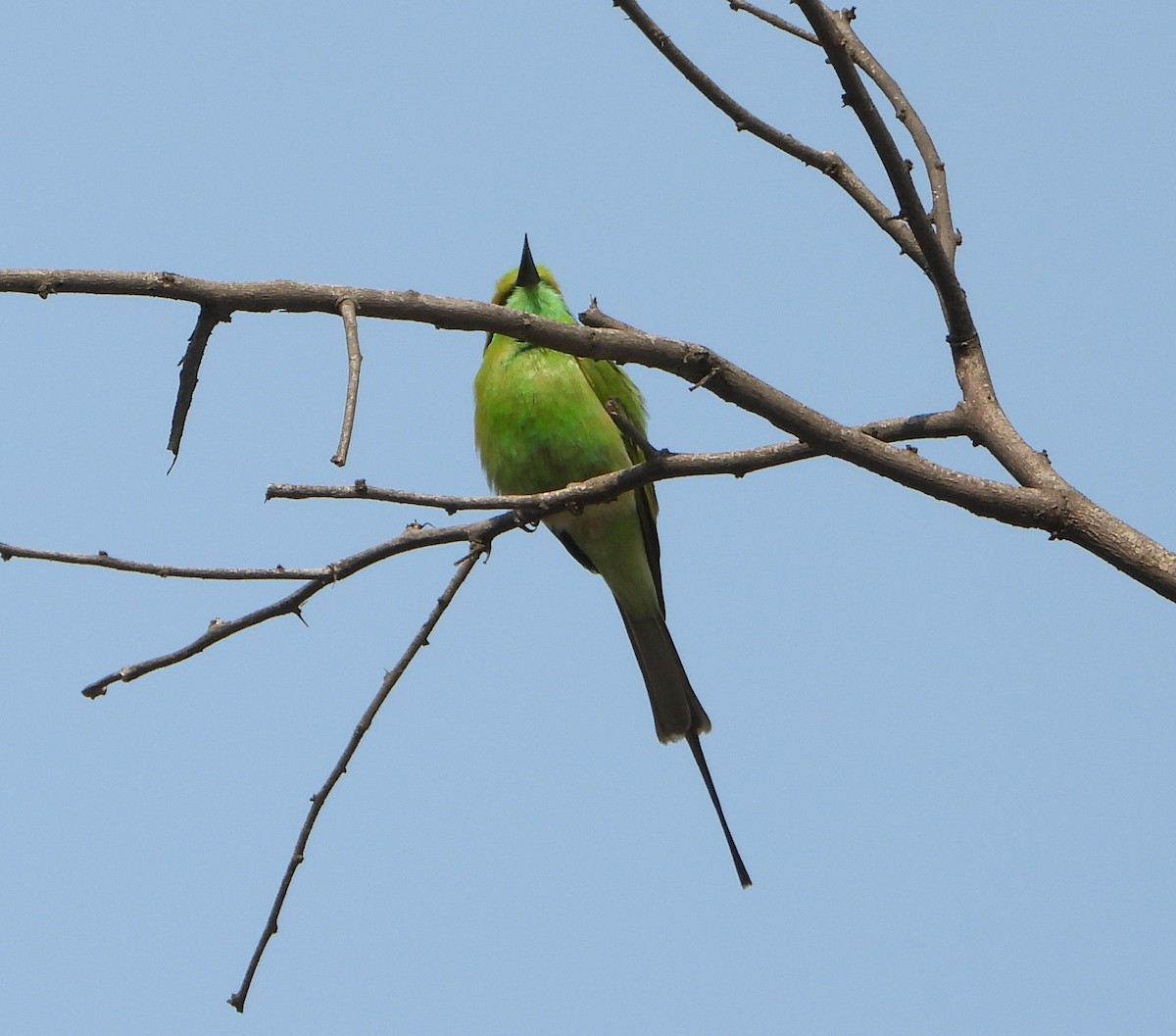 Asian Green Bee-eater - ML650695801