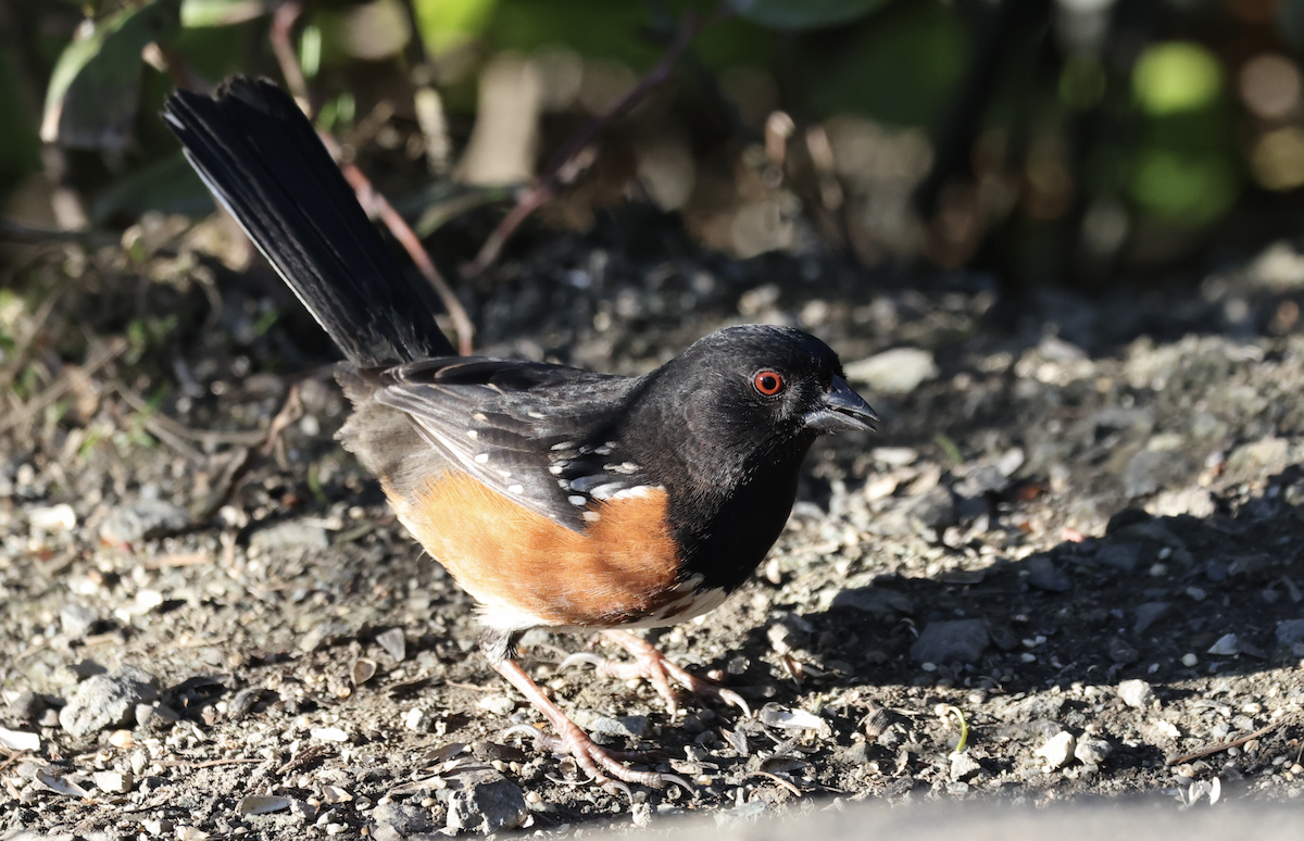Spotted Towhee - ML650695802
