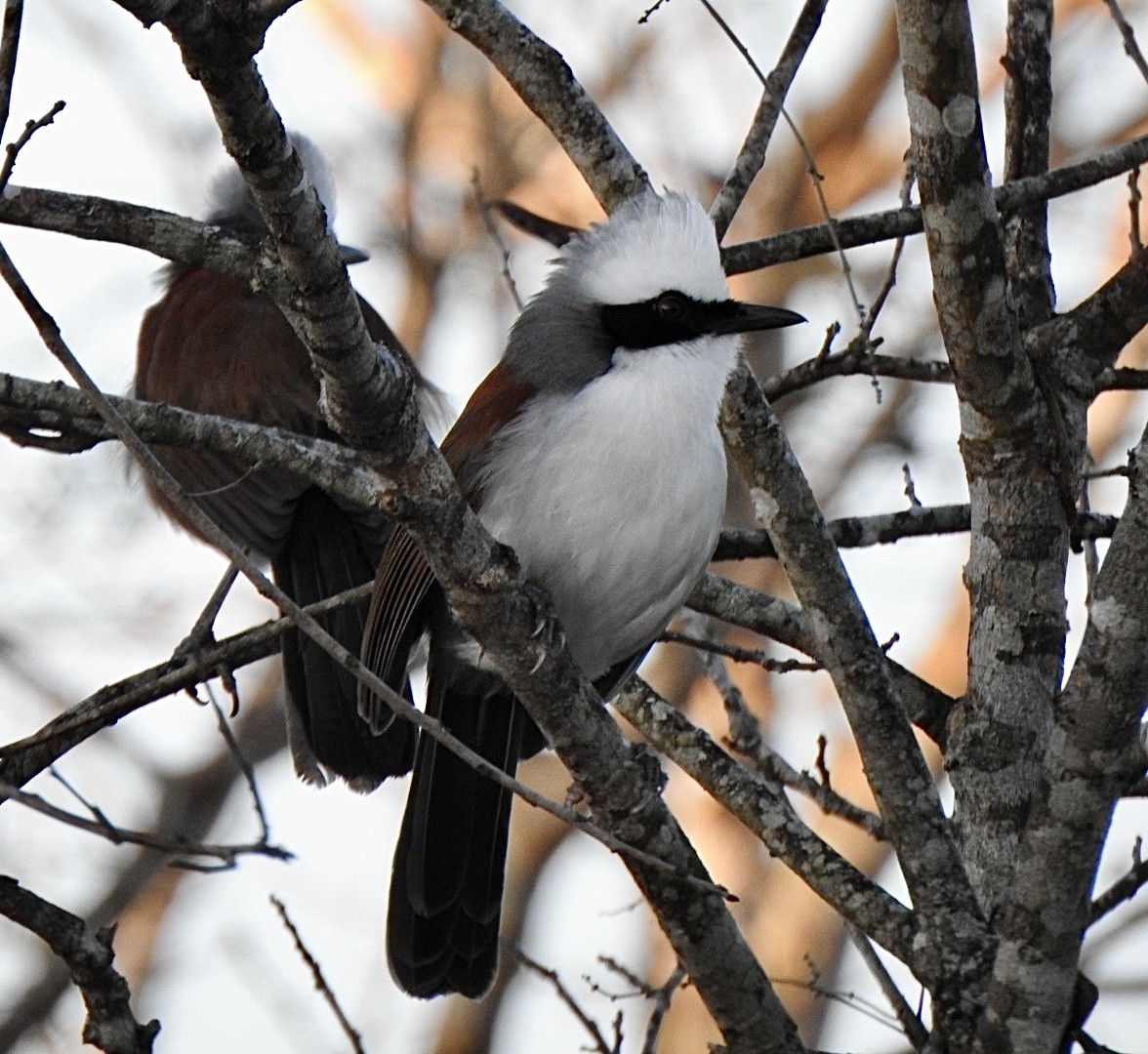White-crested Laughingthrush - ML650695803