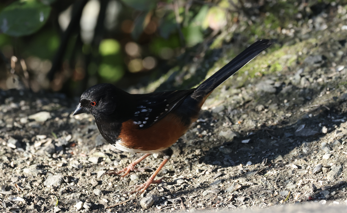Spotted Towhee - ML650695804