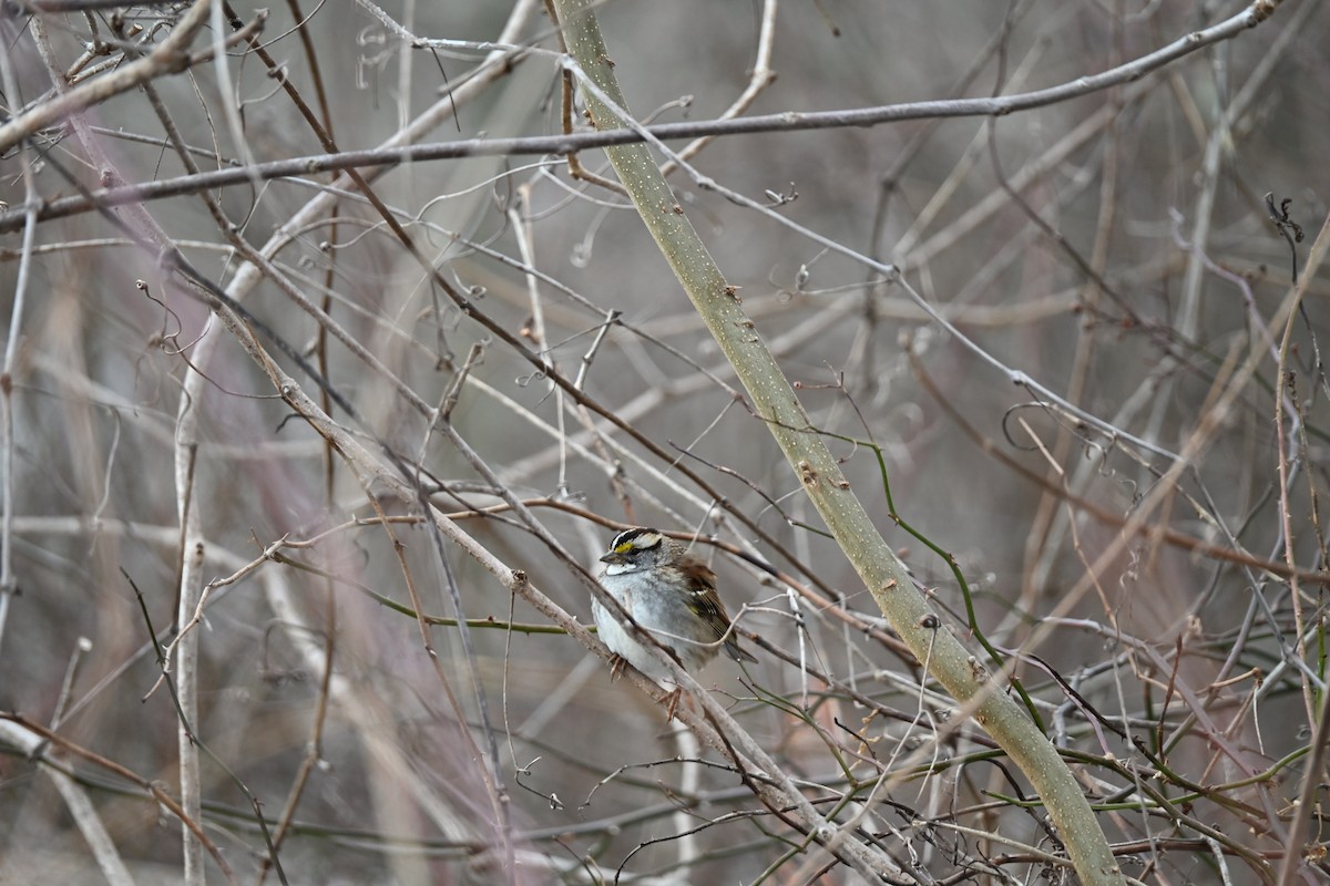 White-throated Sparrow - ML650695805