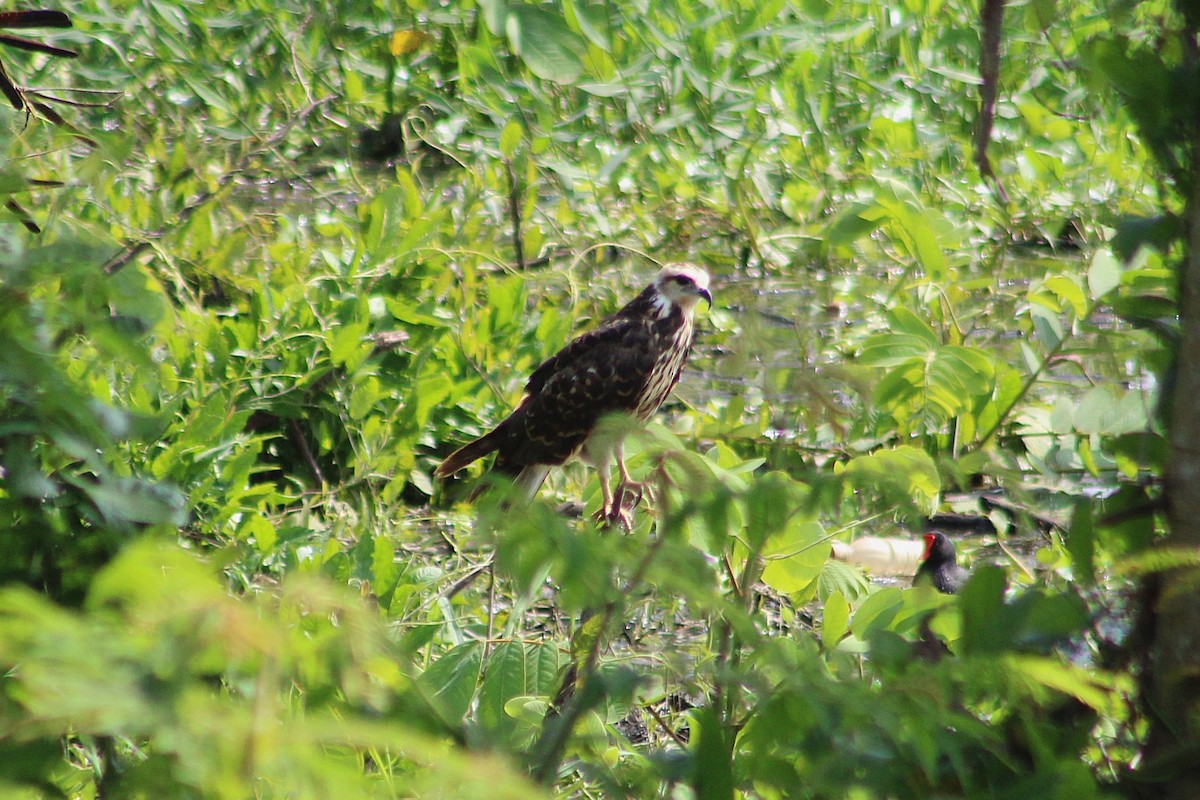 Snail Kite - ML650695807