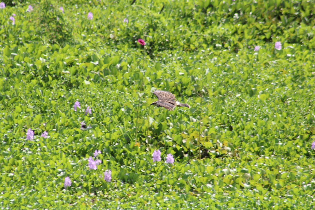 Snail Kite - ML650695808