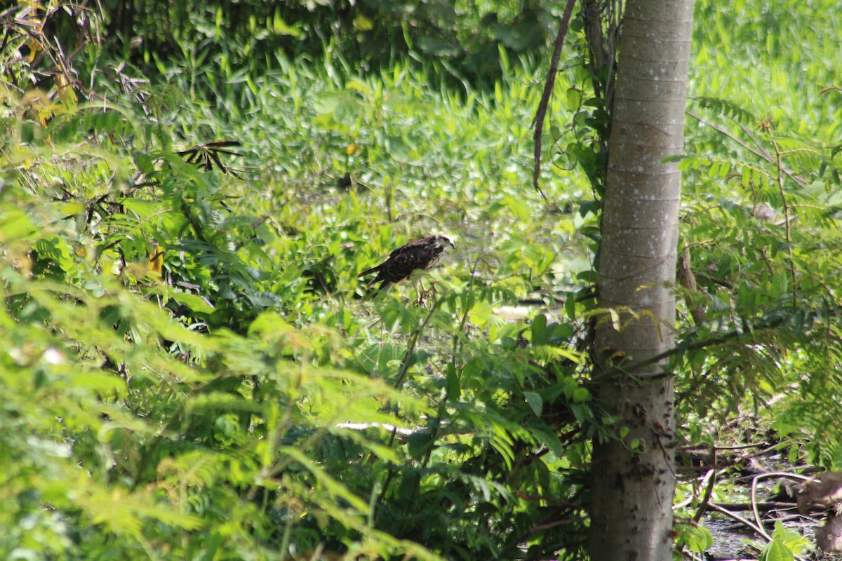 Snail Kite - ML650695809