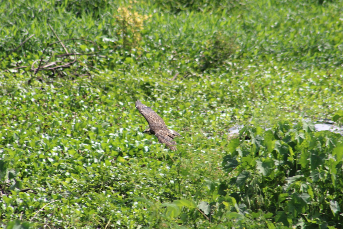 Snail Kite - ML650695810