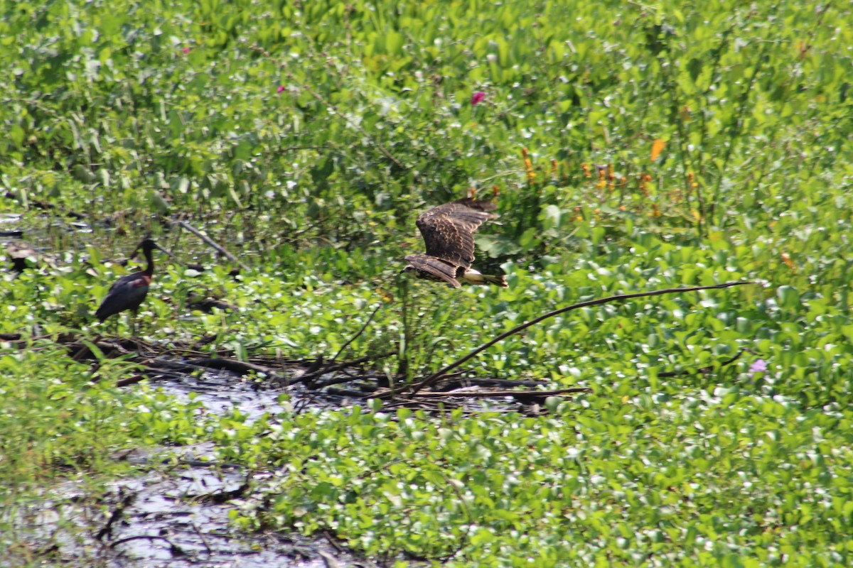 Snail Kite - ML650695811