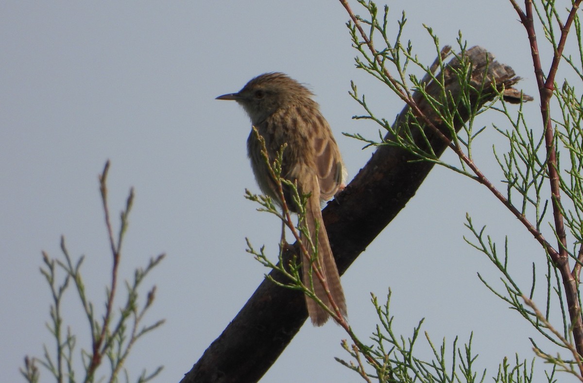 Delicate Prinia - ML650695812