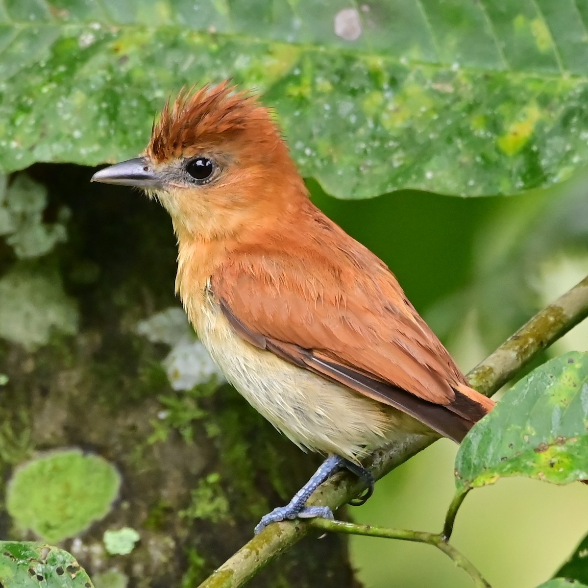 Cinnamon Becard - ML650695813