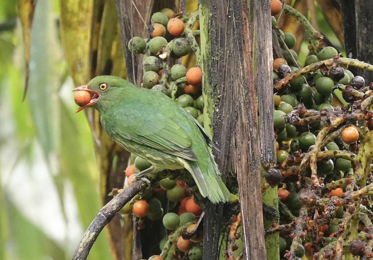 Orange-breasted Fruiteater - ML650695818