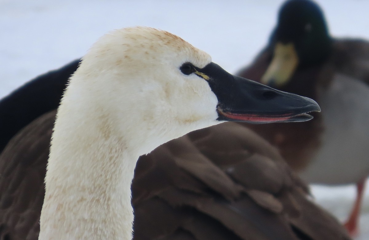 Tundra Swan - ML650695823