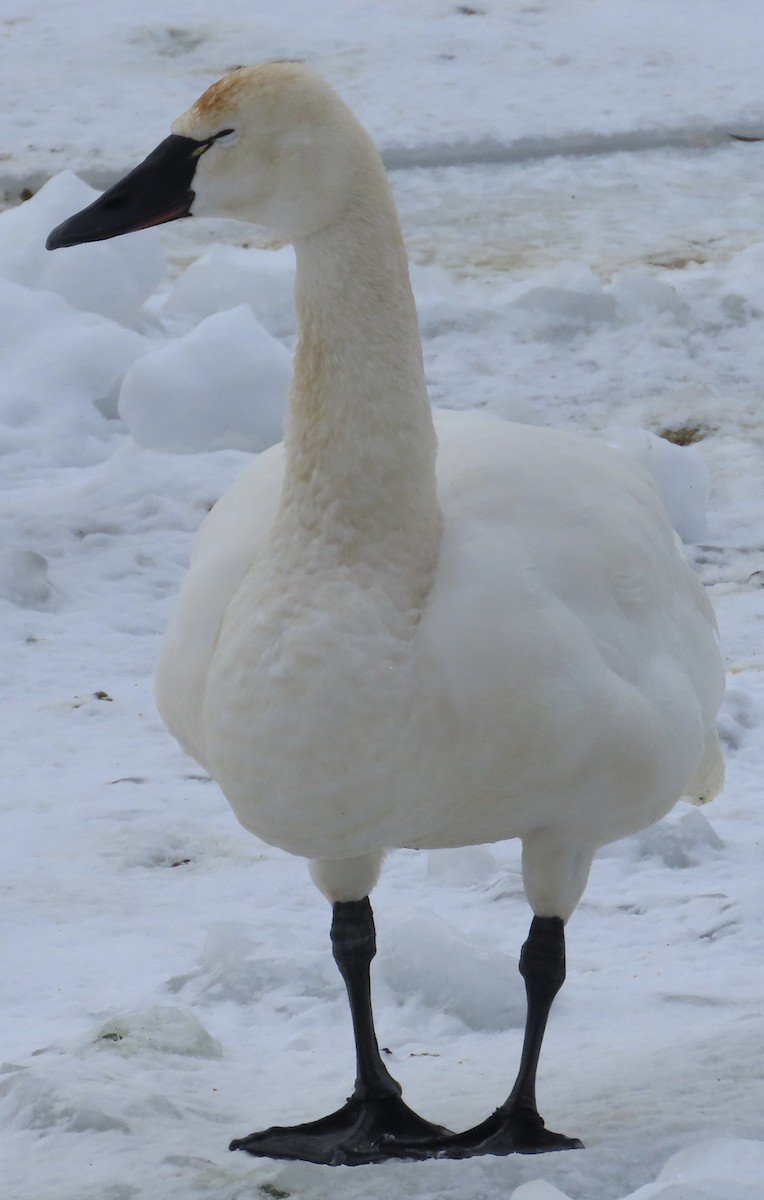 Tundra Swan - ML650695824