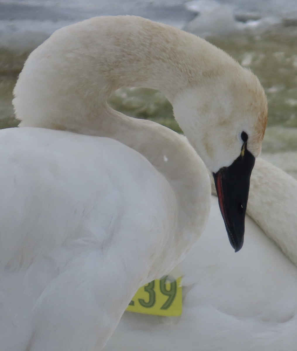 Tundra Swan - ML650695825