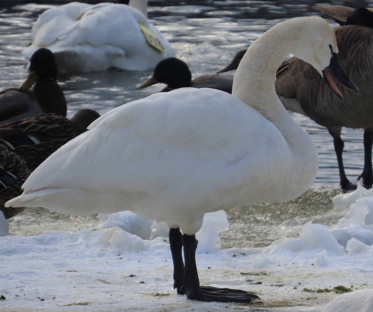 Tundra Swan - ML650695826