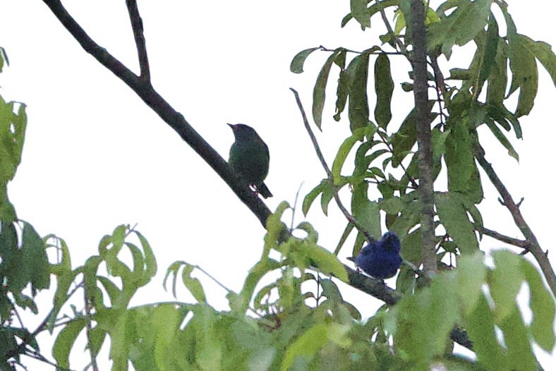 ヒワミツドリ - ML650695906