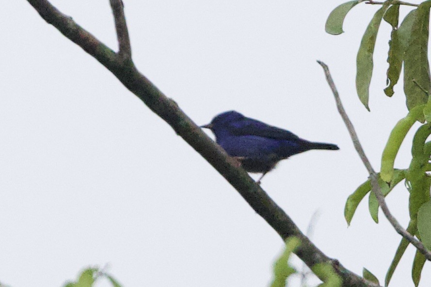 ヒワミツドリ - ML650695923