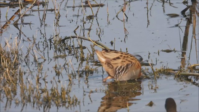 vannrikse - ML650696177